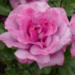 Shocking Blue / Шокинг Блю